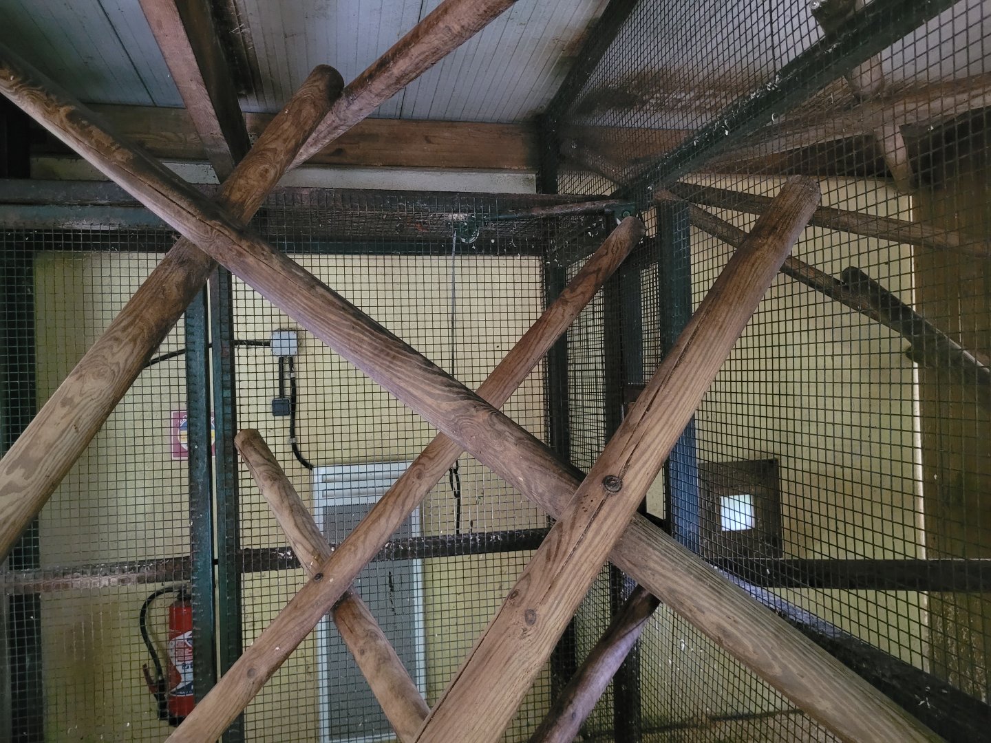 Colombian black spider monkey indoors exhibit -Zoo du bassin d'Arcachon (2024)