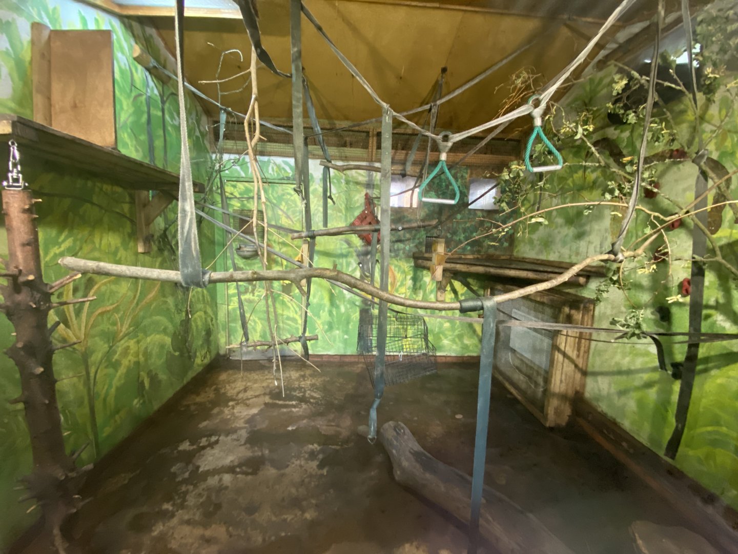 Colombian black spider monkey indoors