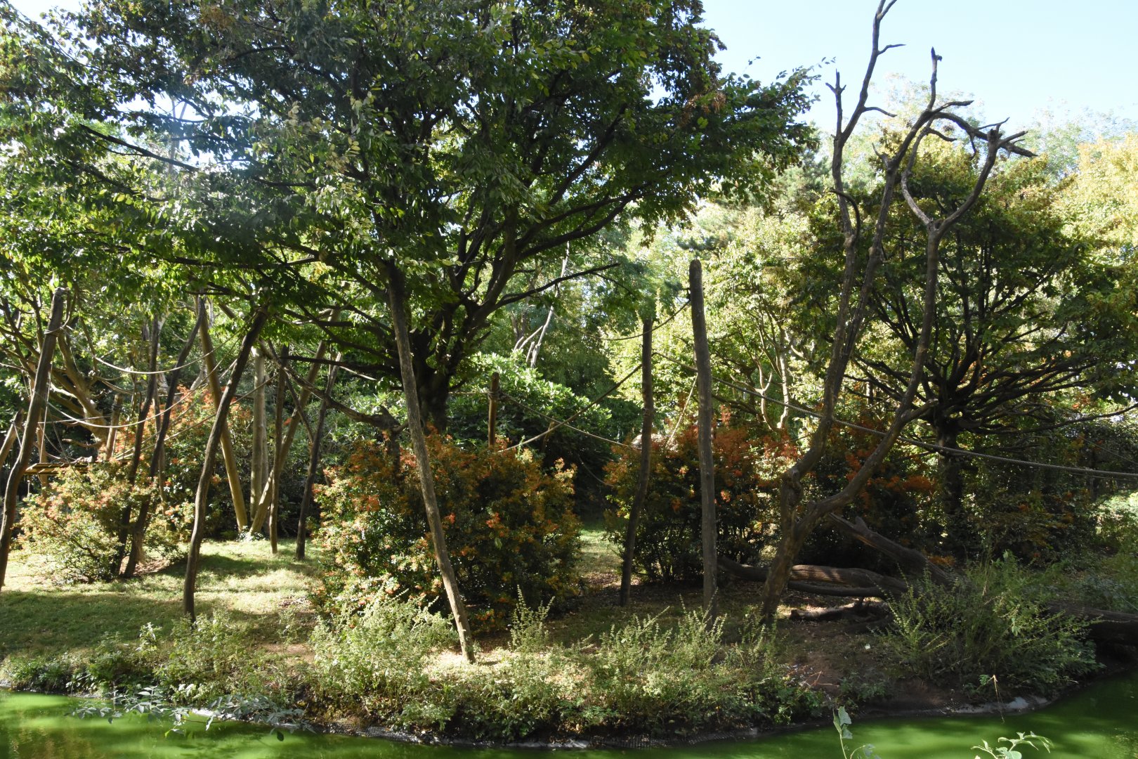 Colombian Black Spider Monkey island