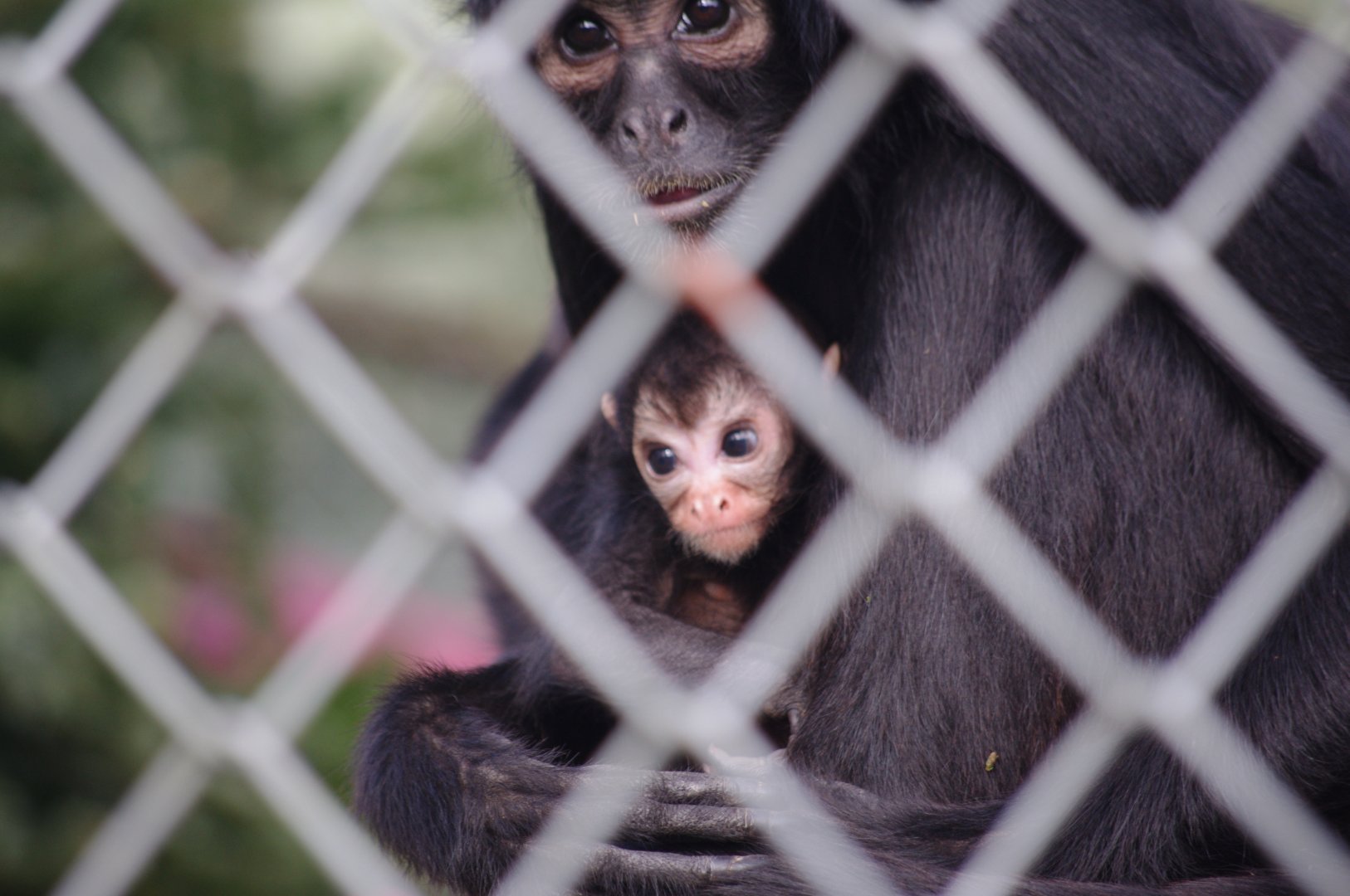 Colombian Black Spider Monkey mother and baby- 19/2/2024