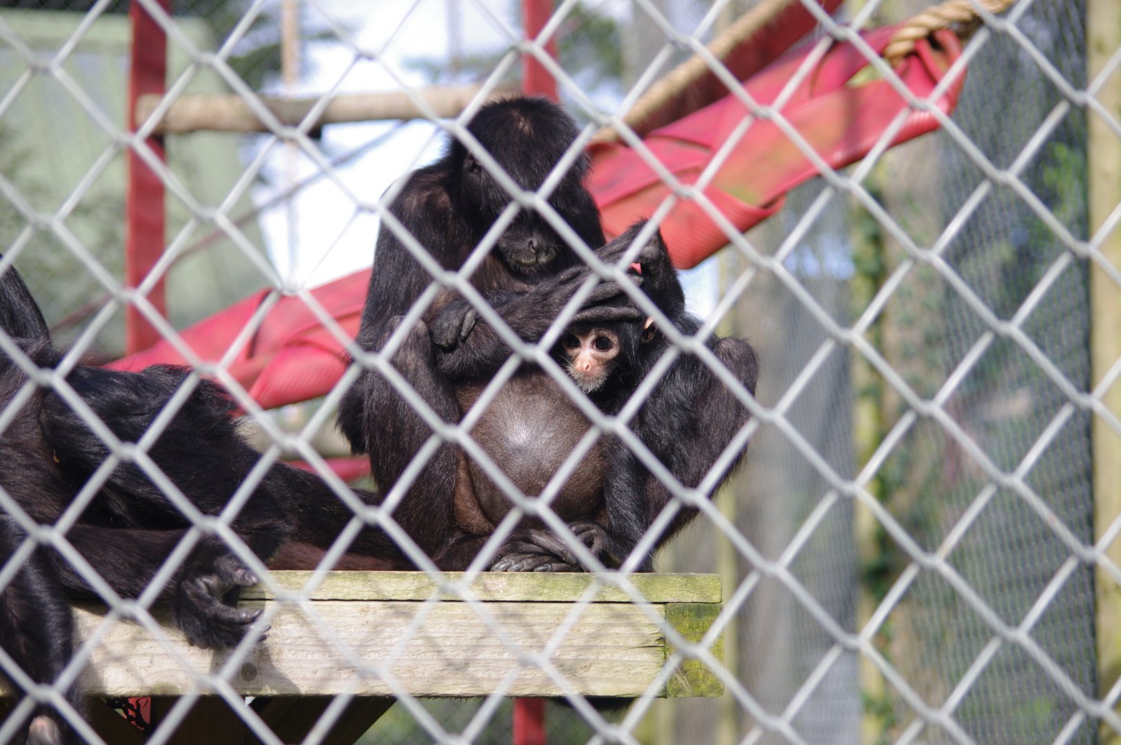 Colombian Black Spider Monkey mother and youngster- 19/2/2024