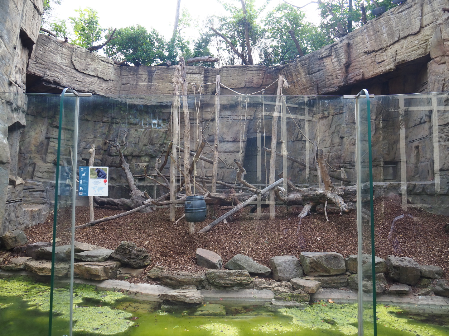 Colombian black spider monkey outdoor terrace, 2020-06-28