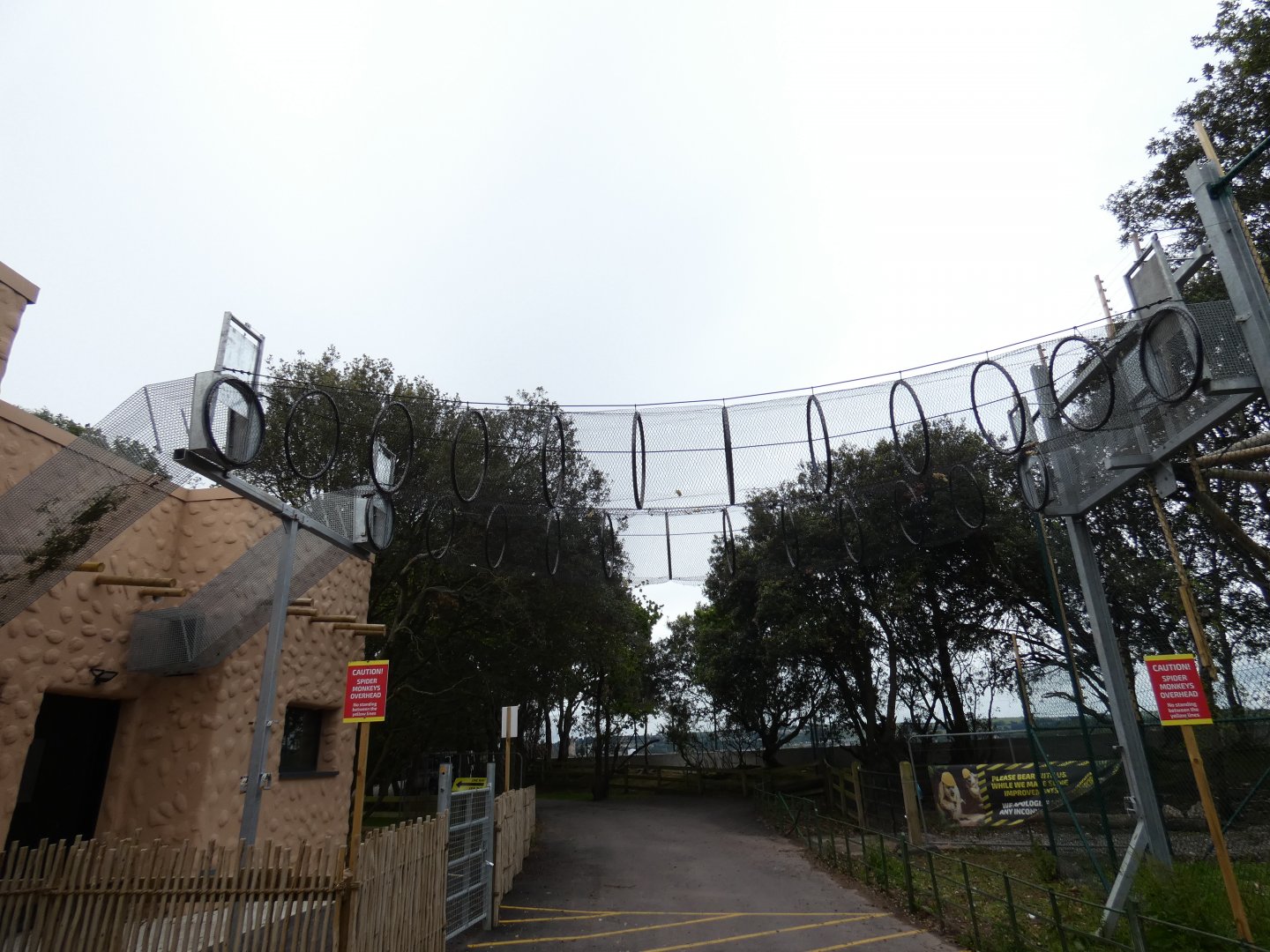 Colombian black spider monkey passage overhead