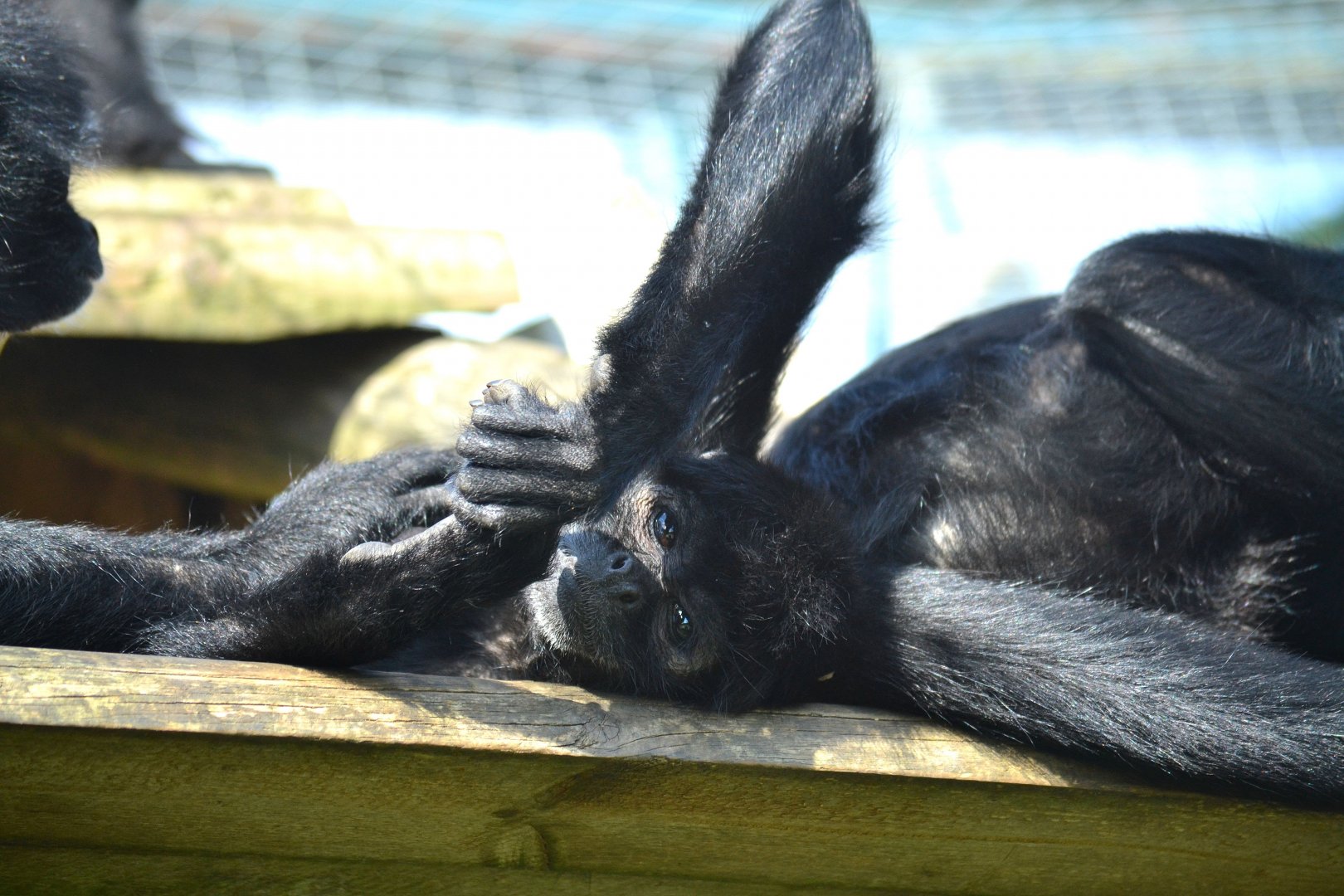 Colombian Black Spider Monkey - September 2015