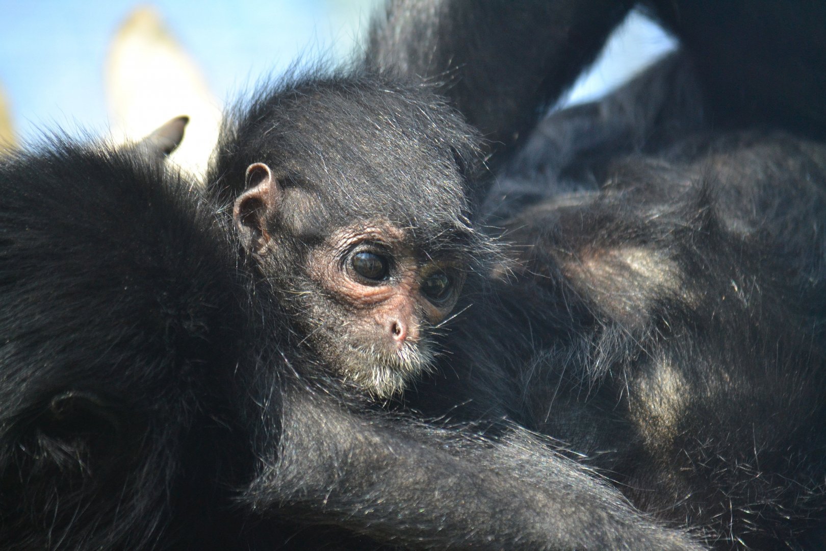Colombian Black Spider Monkey - September 2015