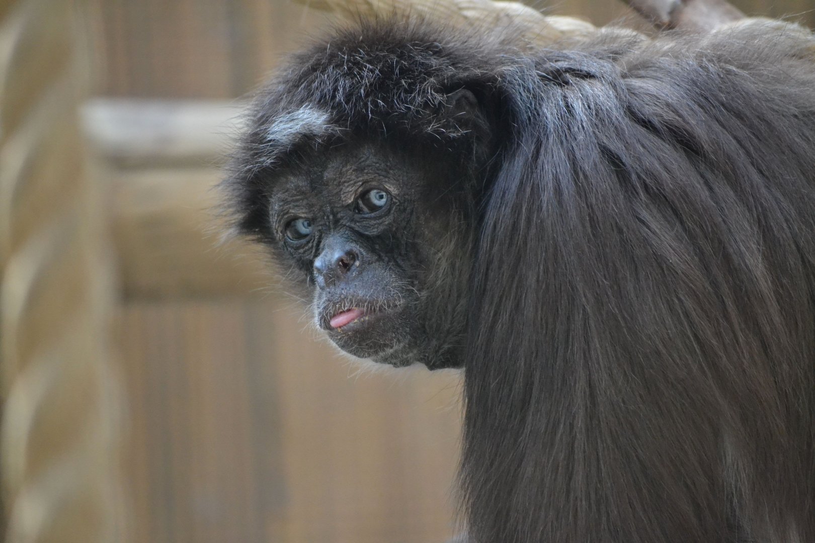 Colombian Black Spider Monkey - September 2015