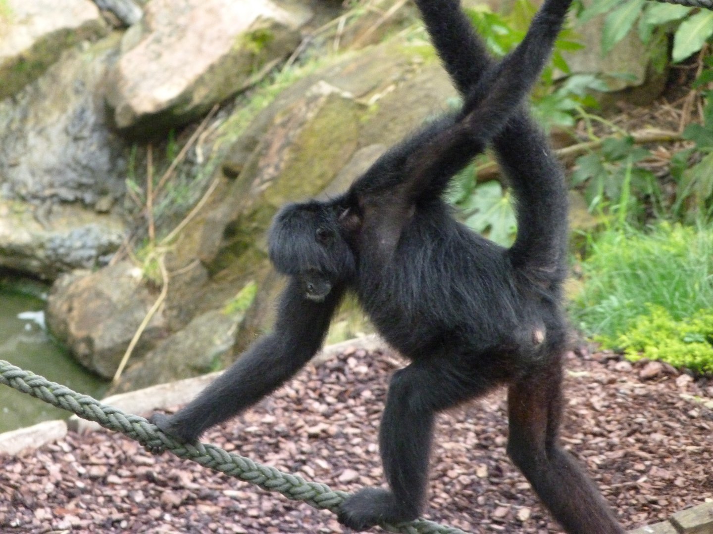 Colombian black spider monkey -ZooParc de Beauval (2025)