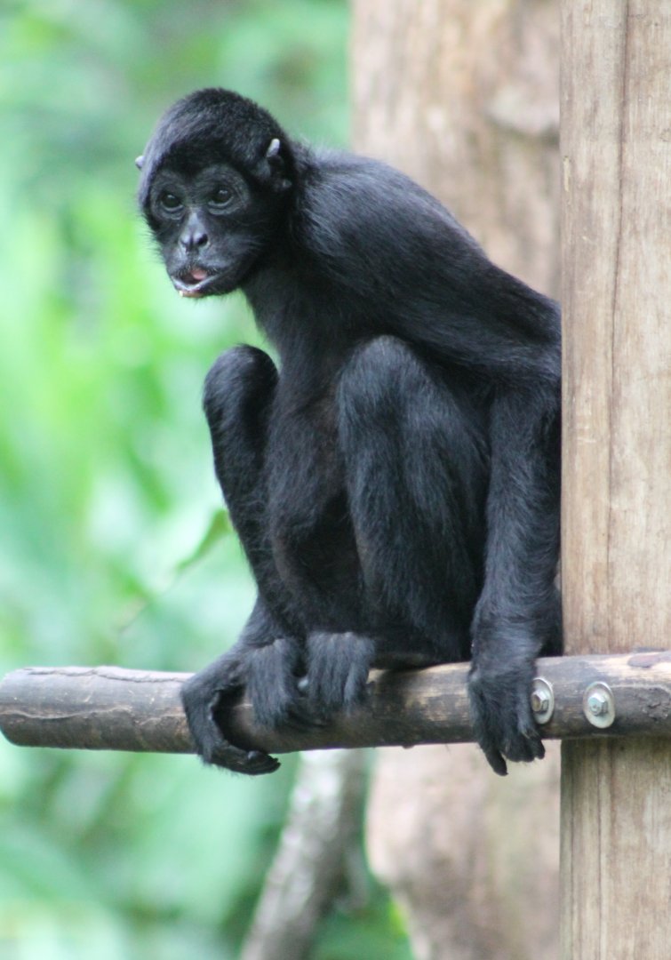 Colombian black spider monkey