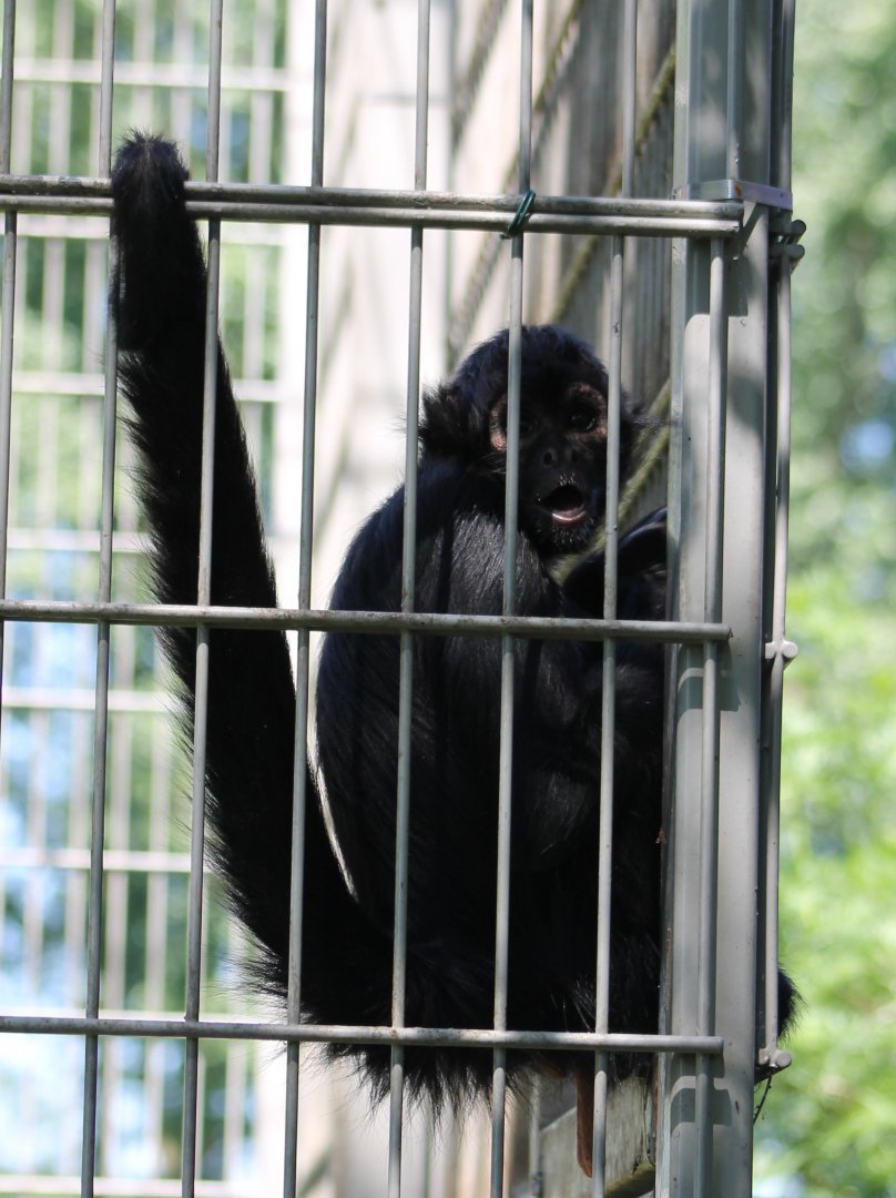 Colombian black spider monkey