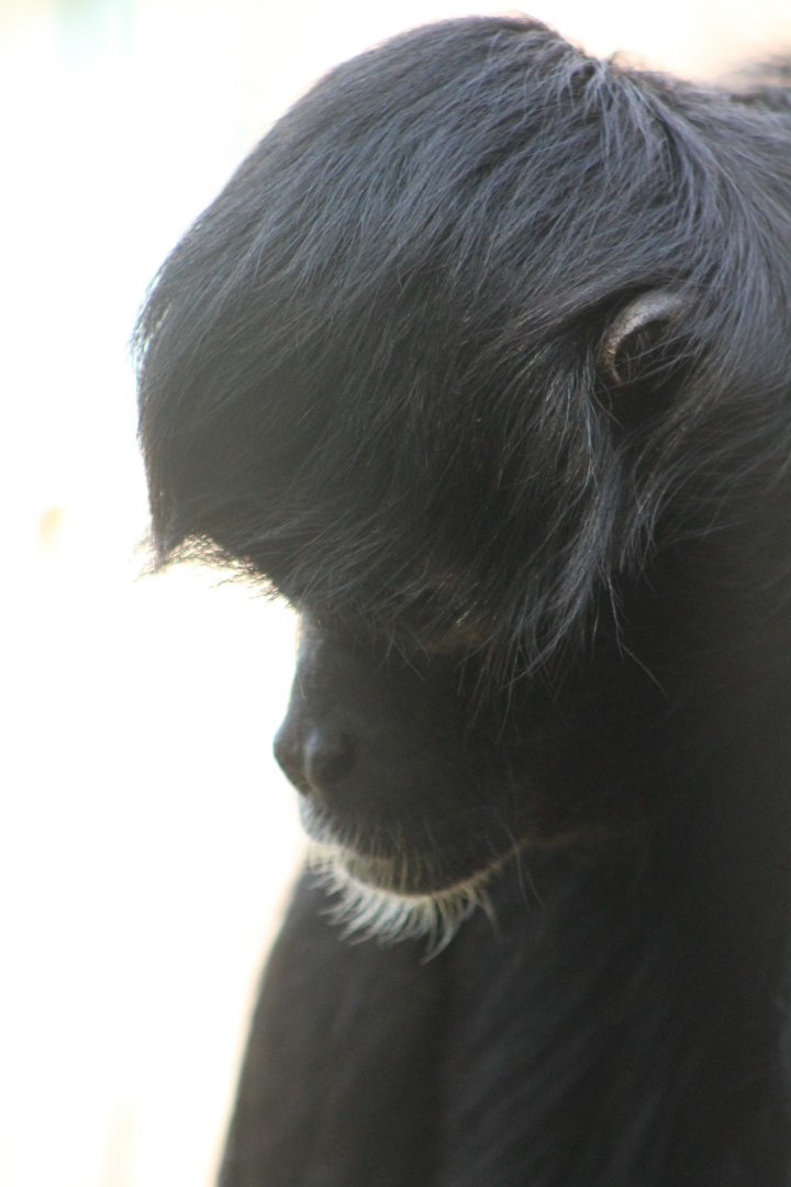 Colombian black spider monkey