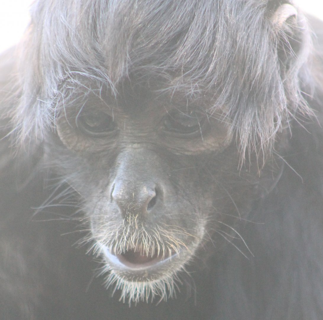 Colombian black spider monkey