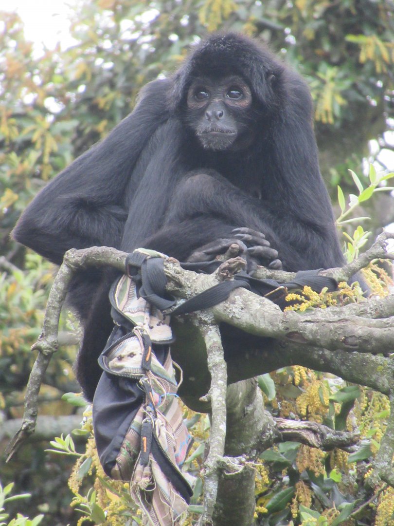 Colombian black spider monkey