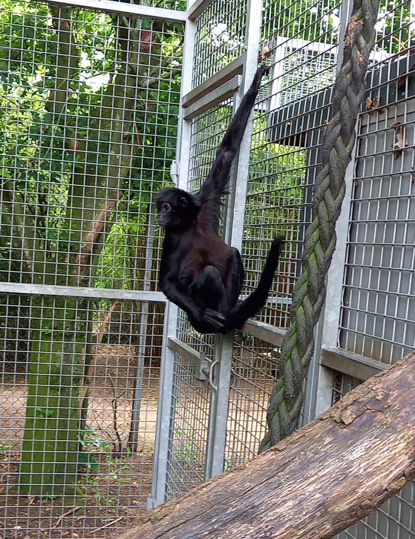 Colombian black spider monkey