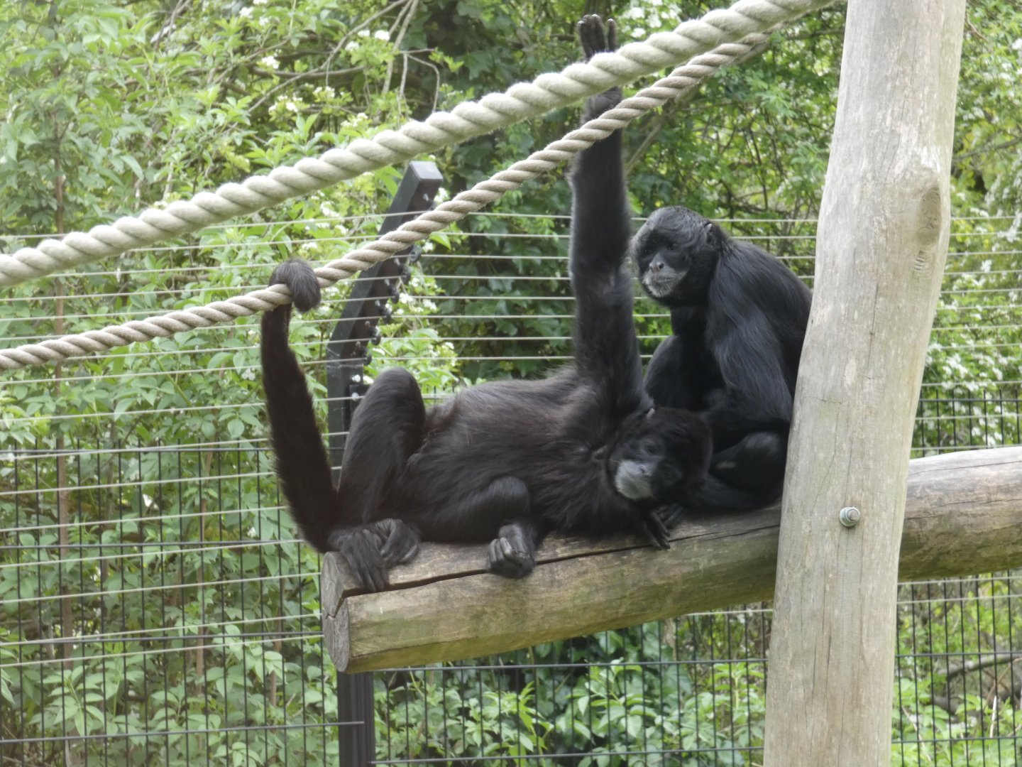 Colombian black spider monkey