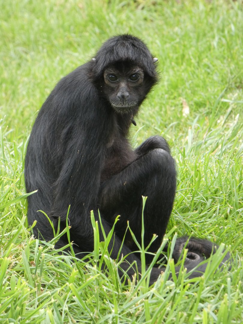 Colombian black spider monkey