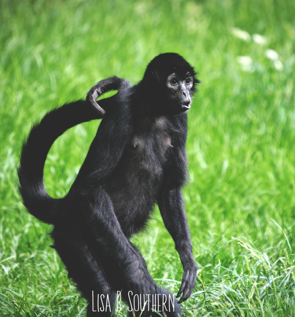 Colombian black spider monkey