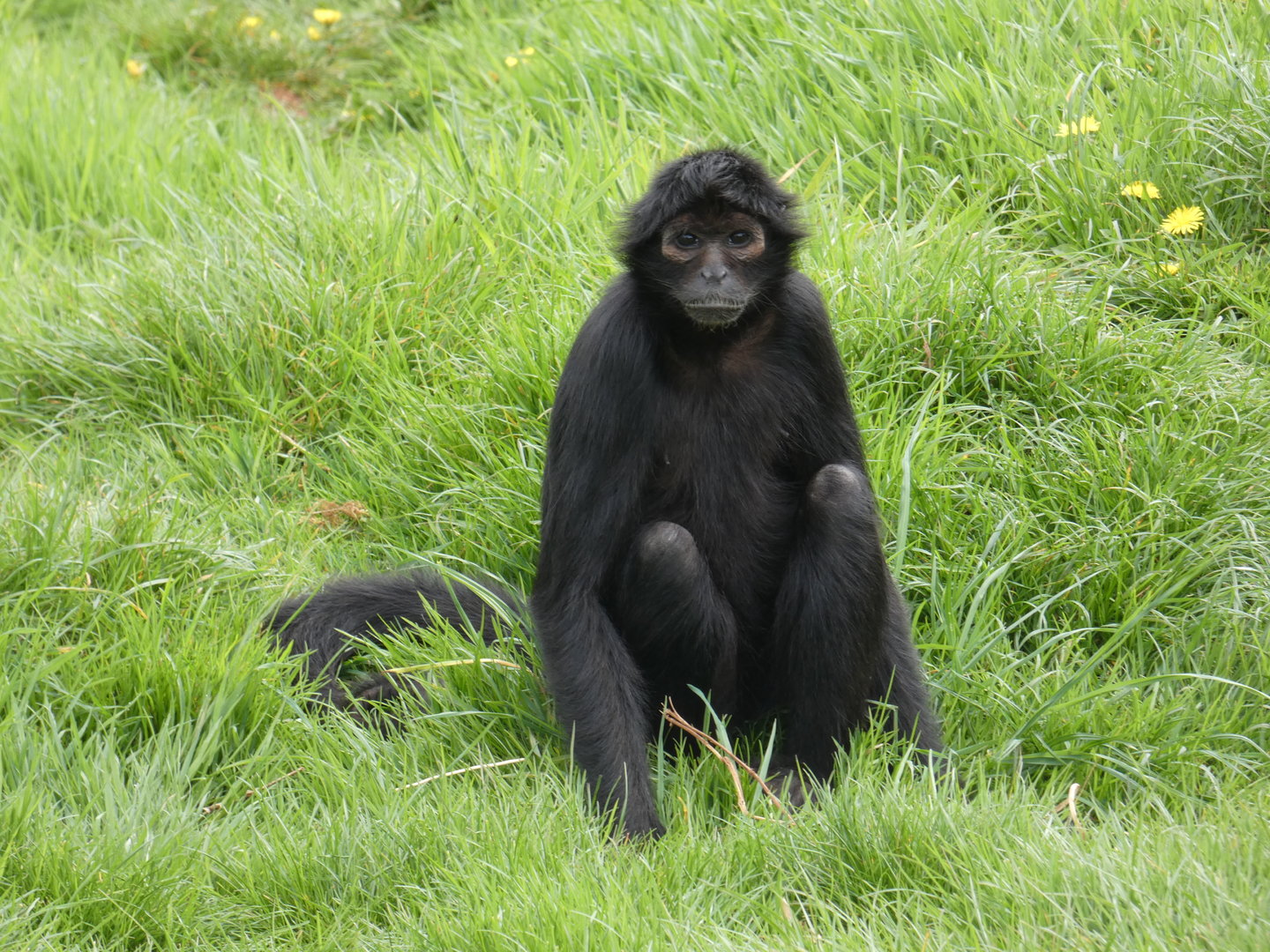 Colombian black spider monkey
