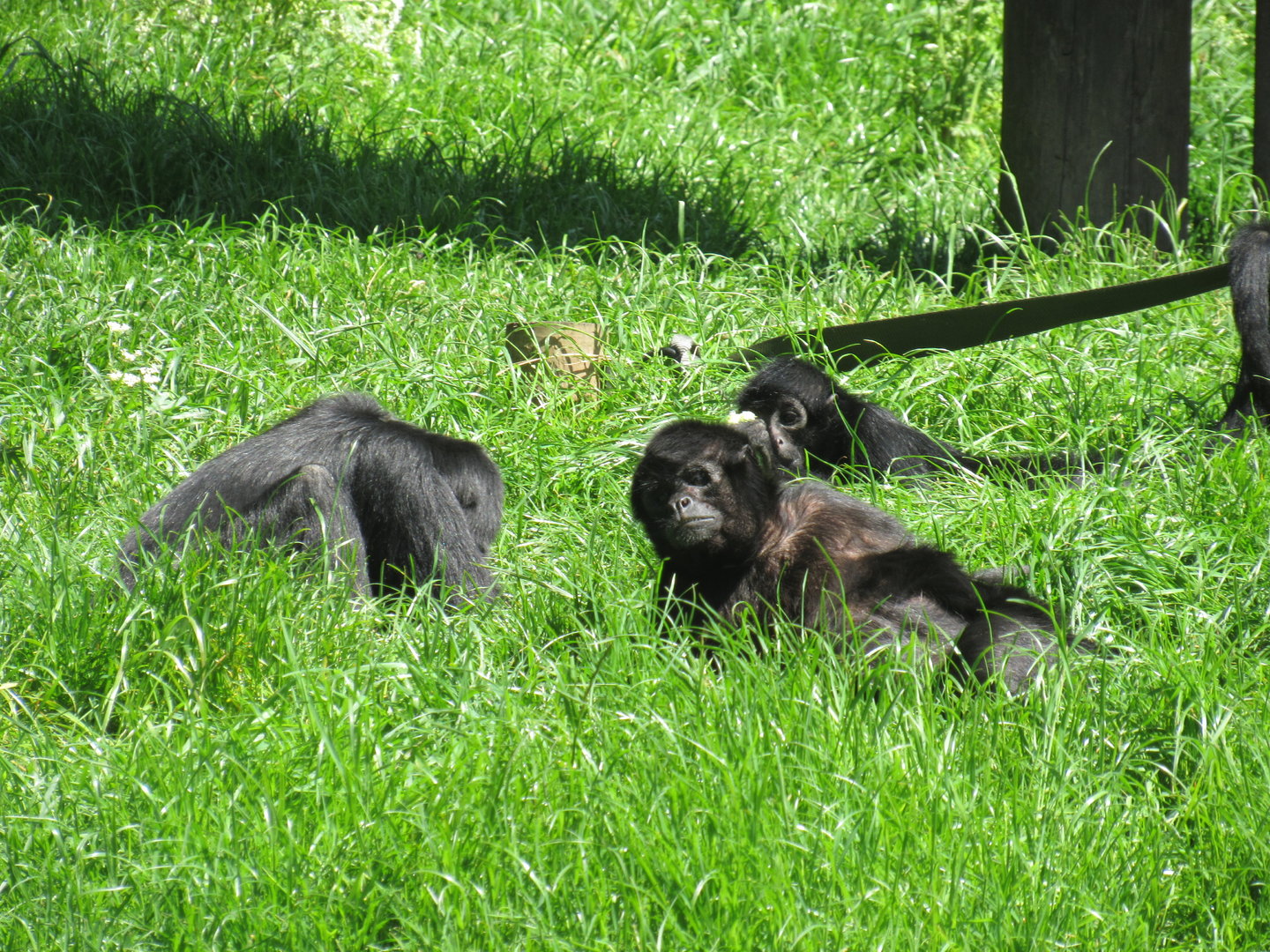 Colombian Black Spider Monkey