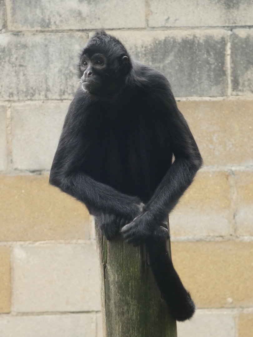 Colombian black spider monkey