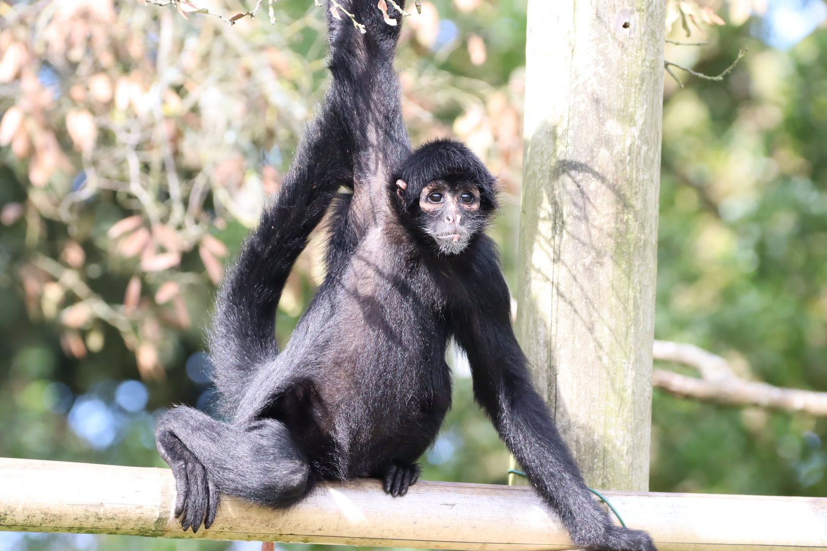 Colombian Black Spider Monkey