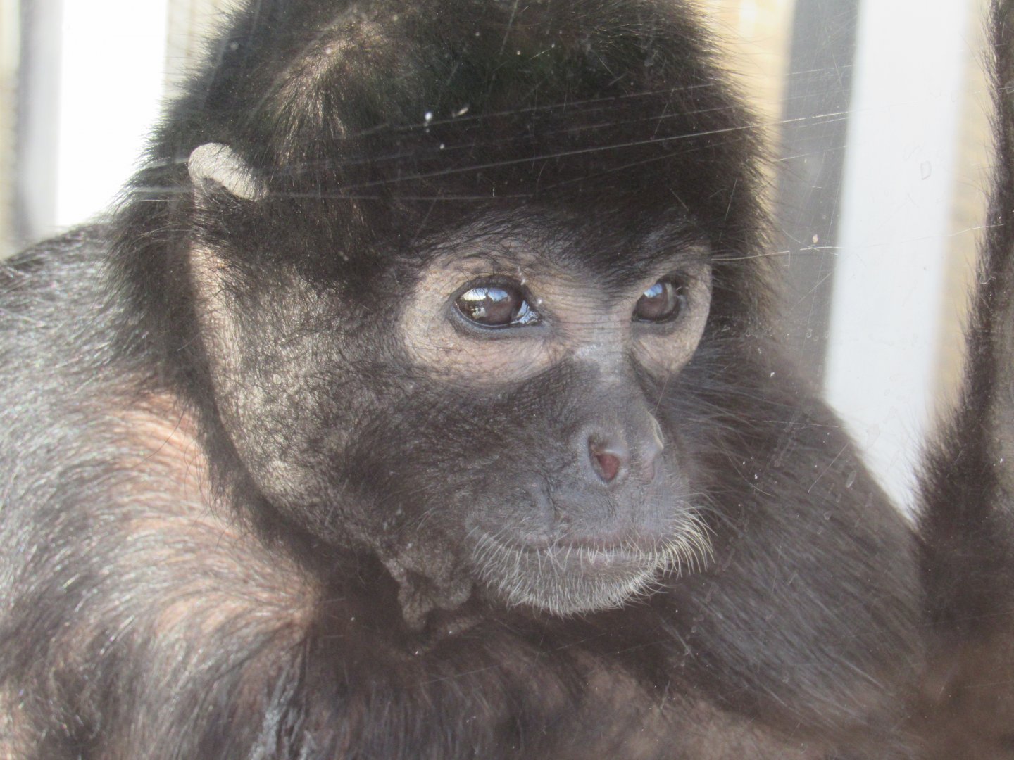 Colombian black spider monkey