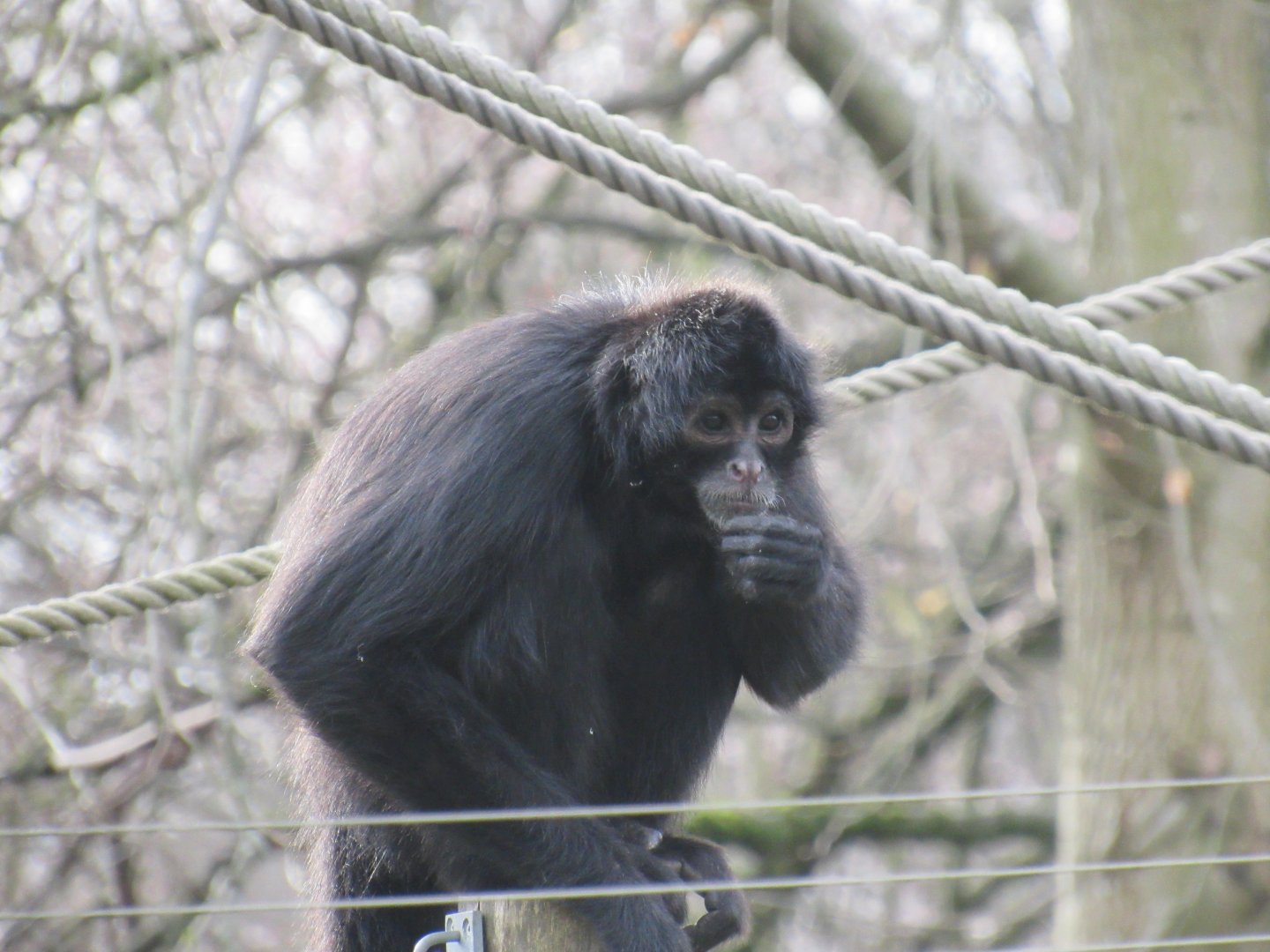 Colombian black spider monkey
