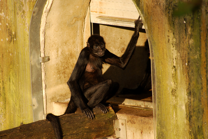 Colombian black spider monkey