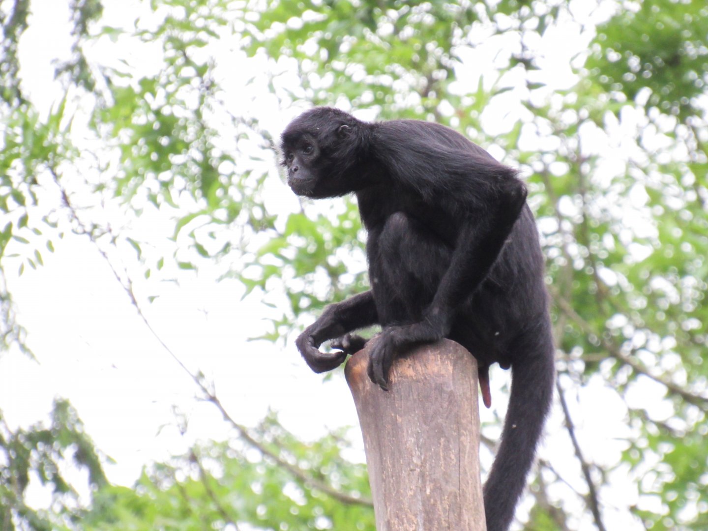 Colombian black spider monkey
