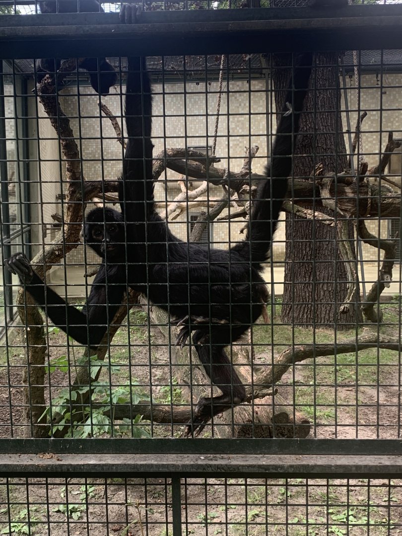 Colombian black spider monkey