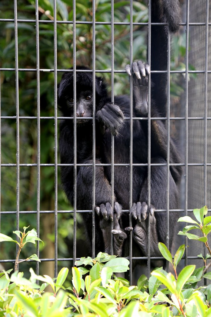 Colombian Black Spider Monkey