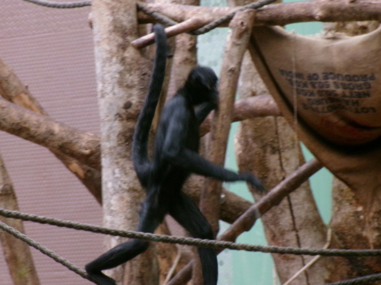 Colombian black spider monkey