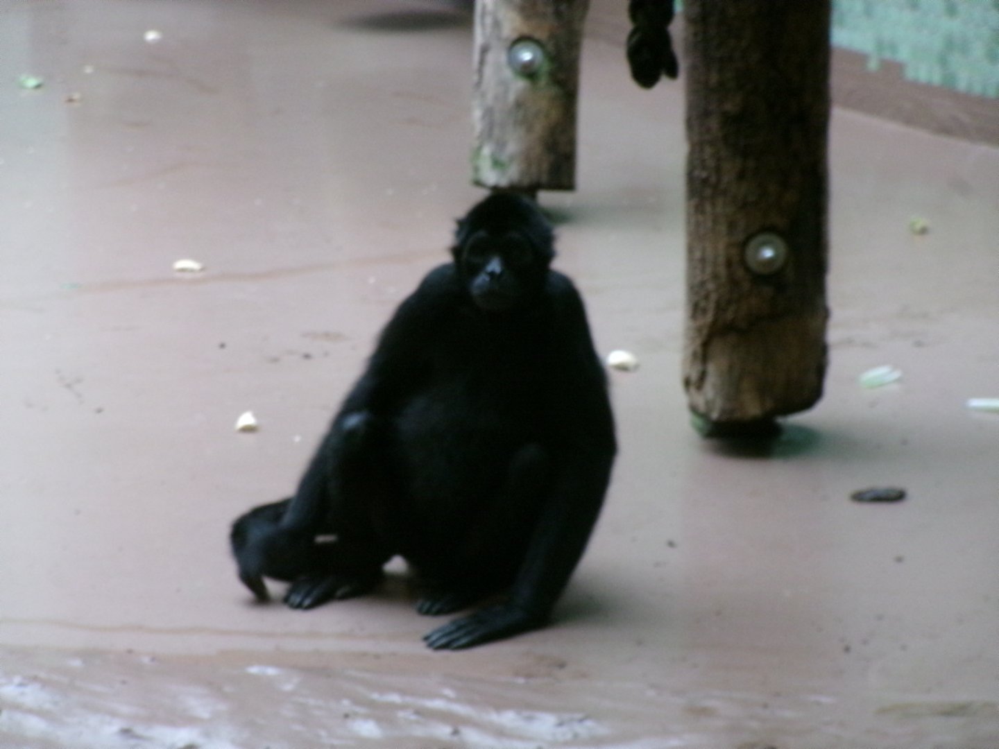 Colombian black spider monkey