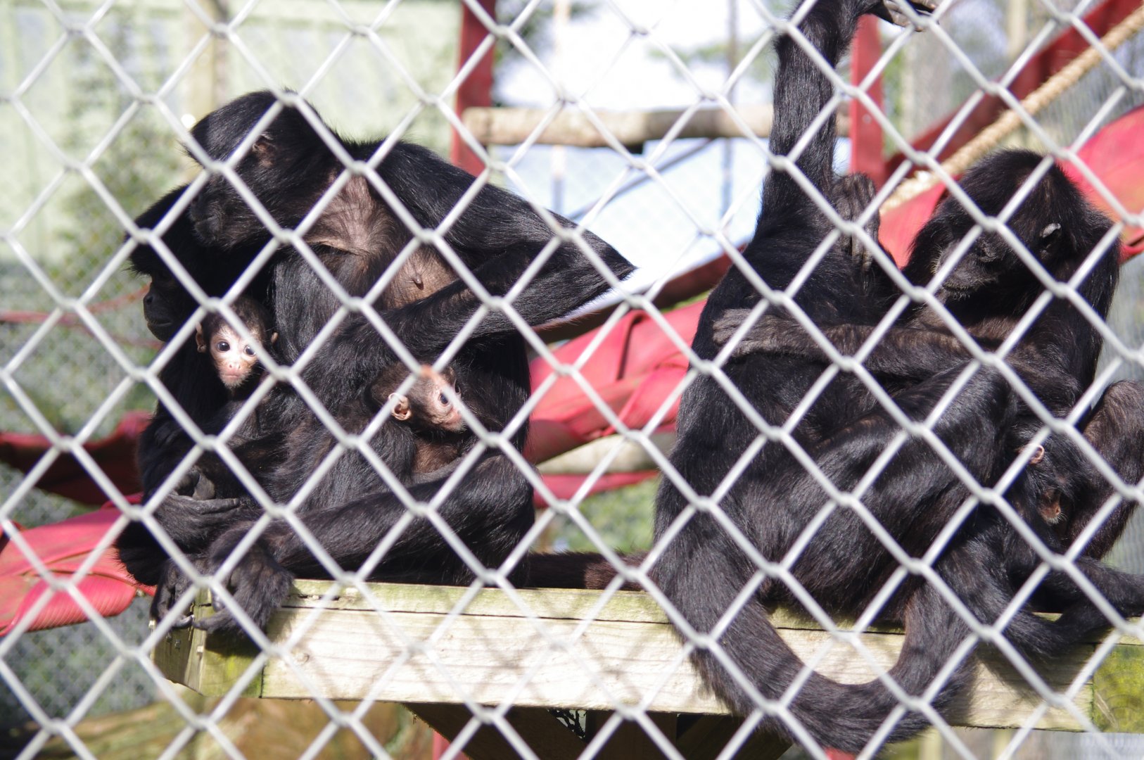 Colombian Black Spider Monkeys- 19/2/2024