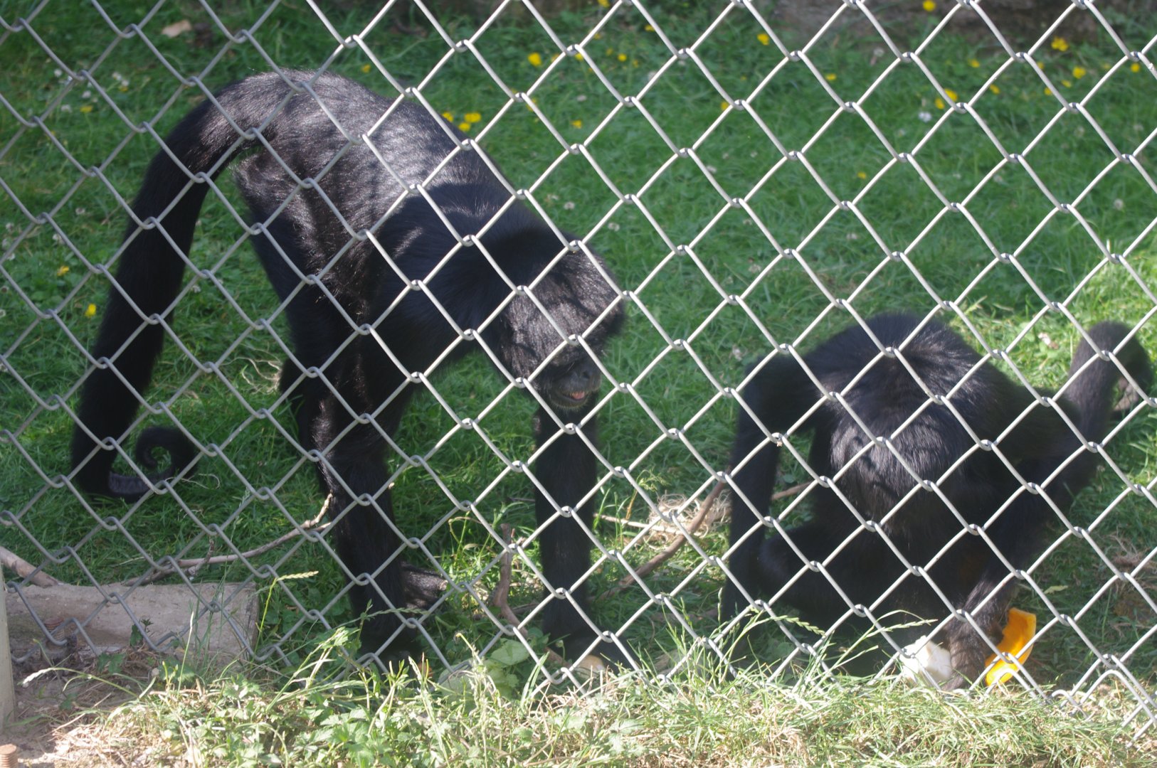 Colombian Black Spider Monkeys- 3/6/2022