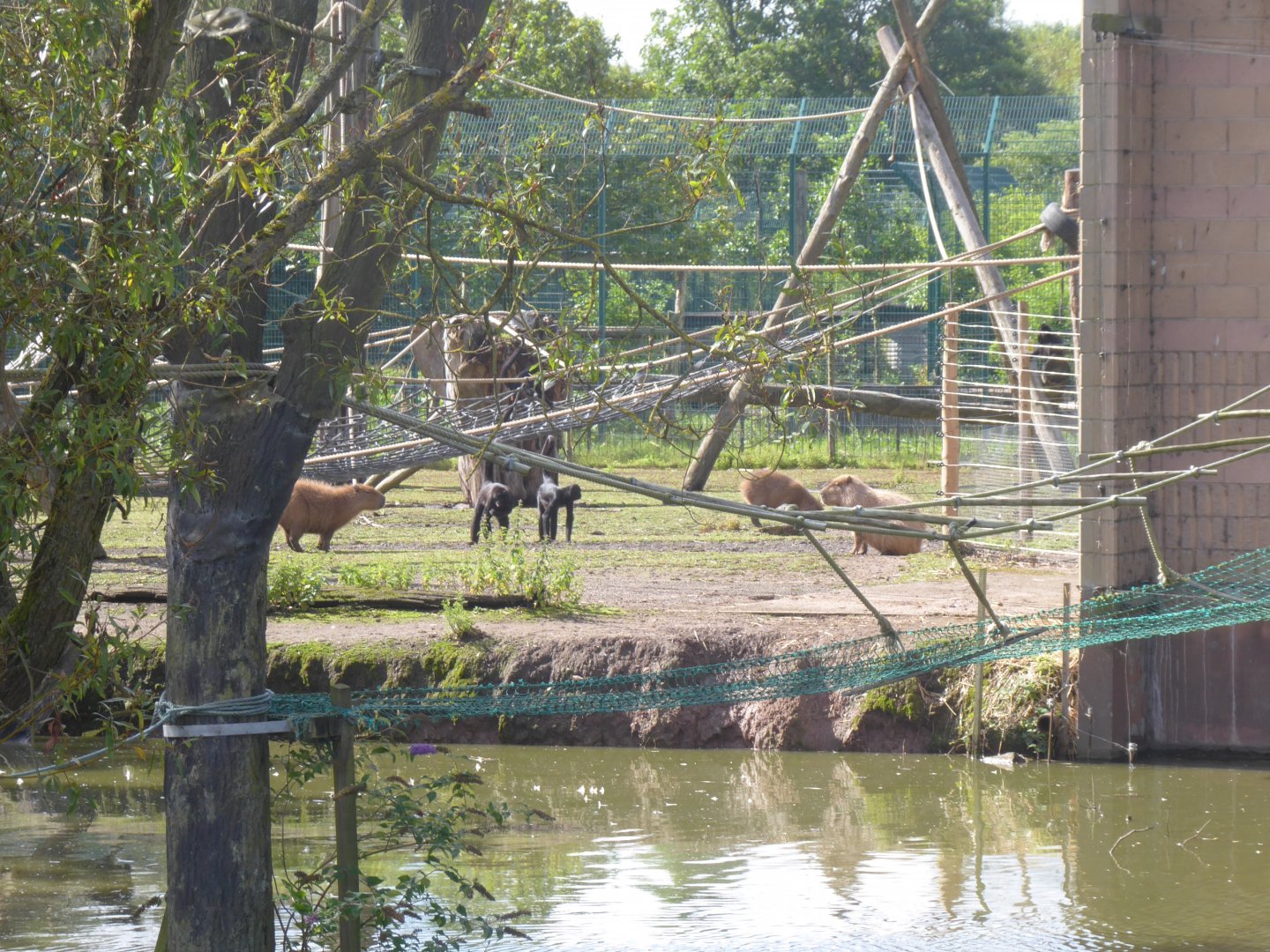 Colombian black spider monkeys and Capybaras 040817