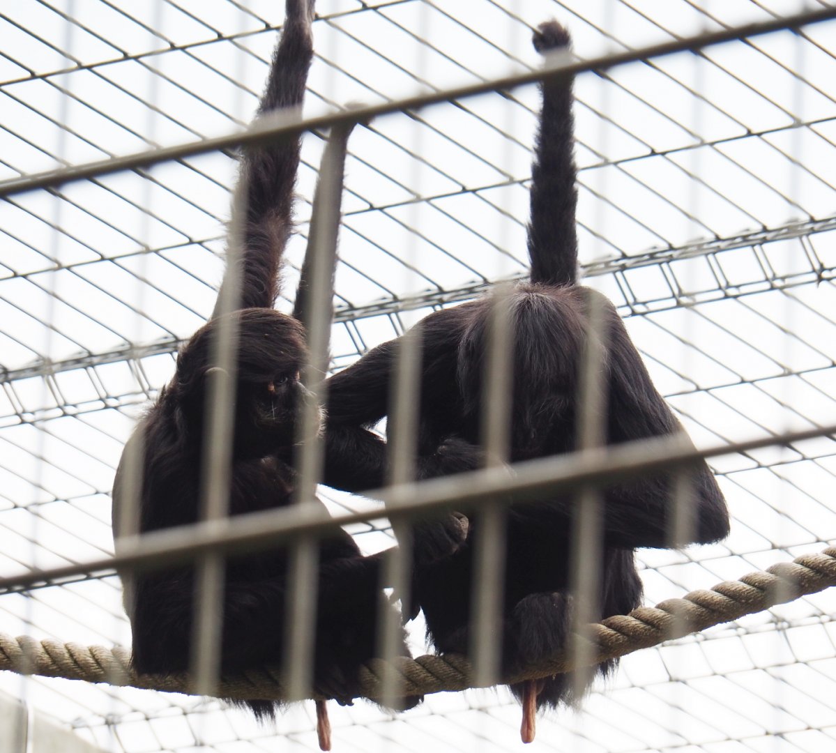 Colombian black spider monkeys (Ateles fusciceps rufiventris), 2019-05-25
