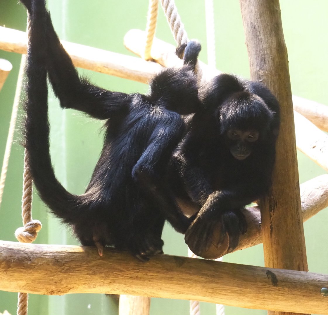 Colombian black spider monkeys (Ateles fusciceps rufiventris), 2021-06-12