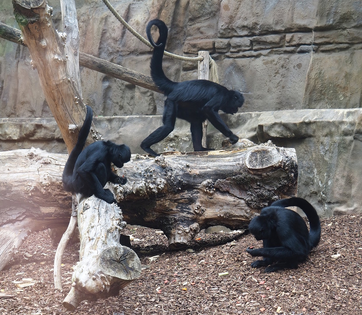 Colombian black spider monkeys (Ateles fusciceps rufiventris), 2022-07-10
