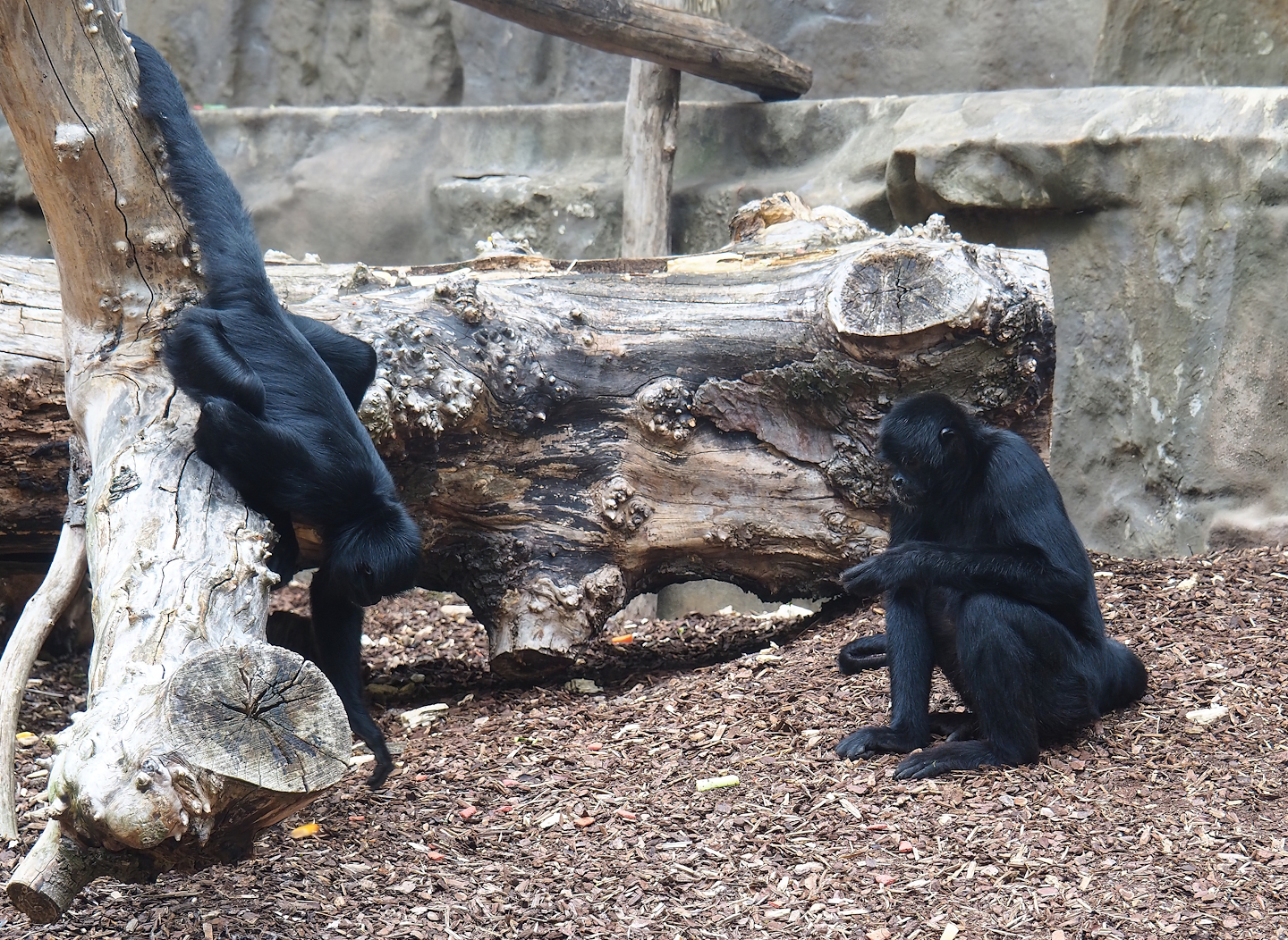 Colombian black spider monkeys (Ateles fusciceps rufiventris), 2022-07-10