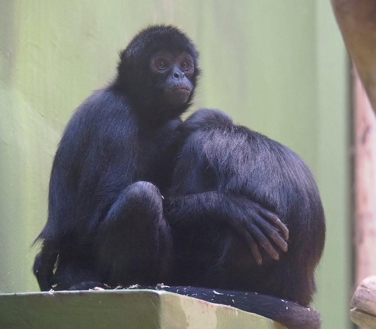 Colombian black spider monkeys (Ateles fusciceps rufiventris), 2022-09-04