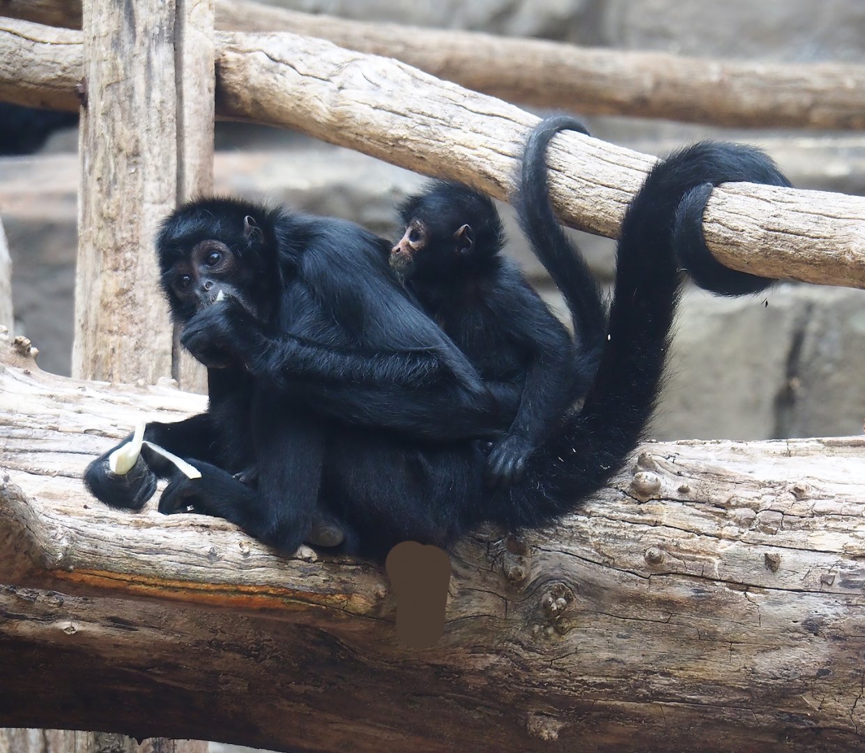 Colombian black spider monkeys (Ateles fusciceps rufiventris), 2023-07-02
