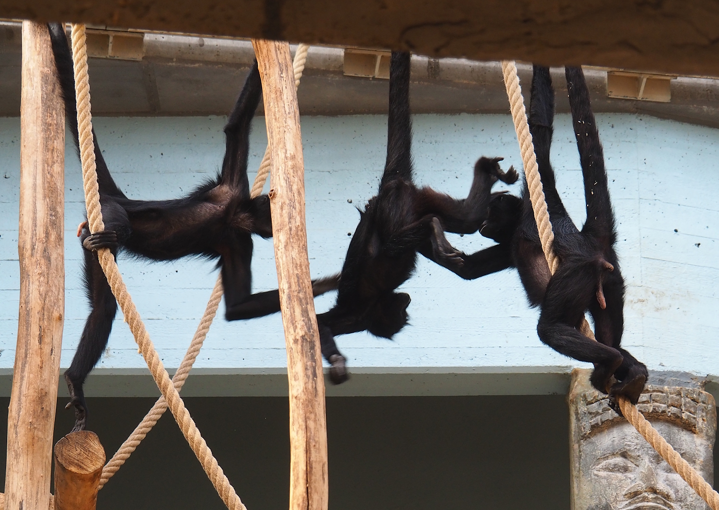 Colombian black spider monkeys (Ateles fusciceps rufiventris), 2023-07-22