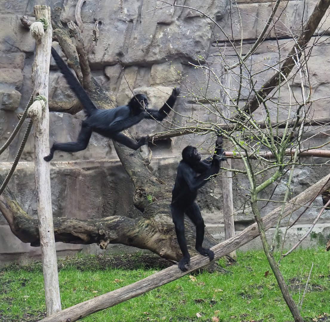 Colombian black spider monkeys (Ateles fusciceps rufiventris), 2024-02-17