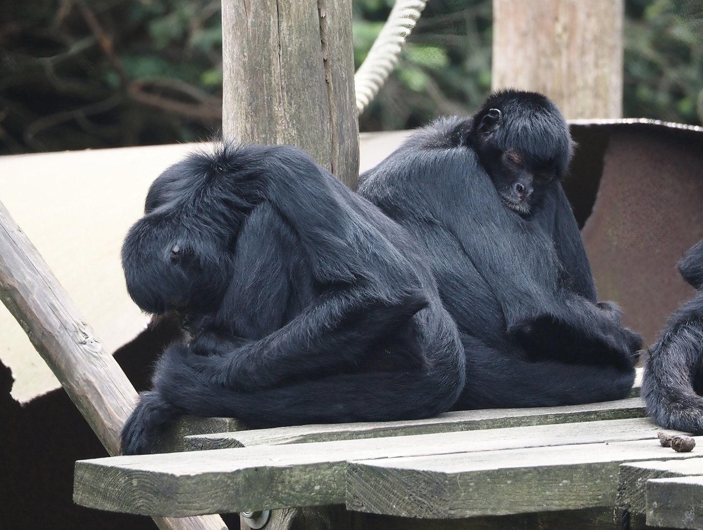 Colombian black spider monkeys (Ateles fusciceps rufiventris), 2024-08-18