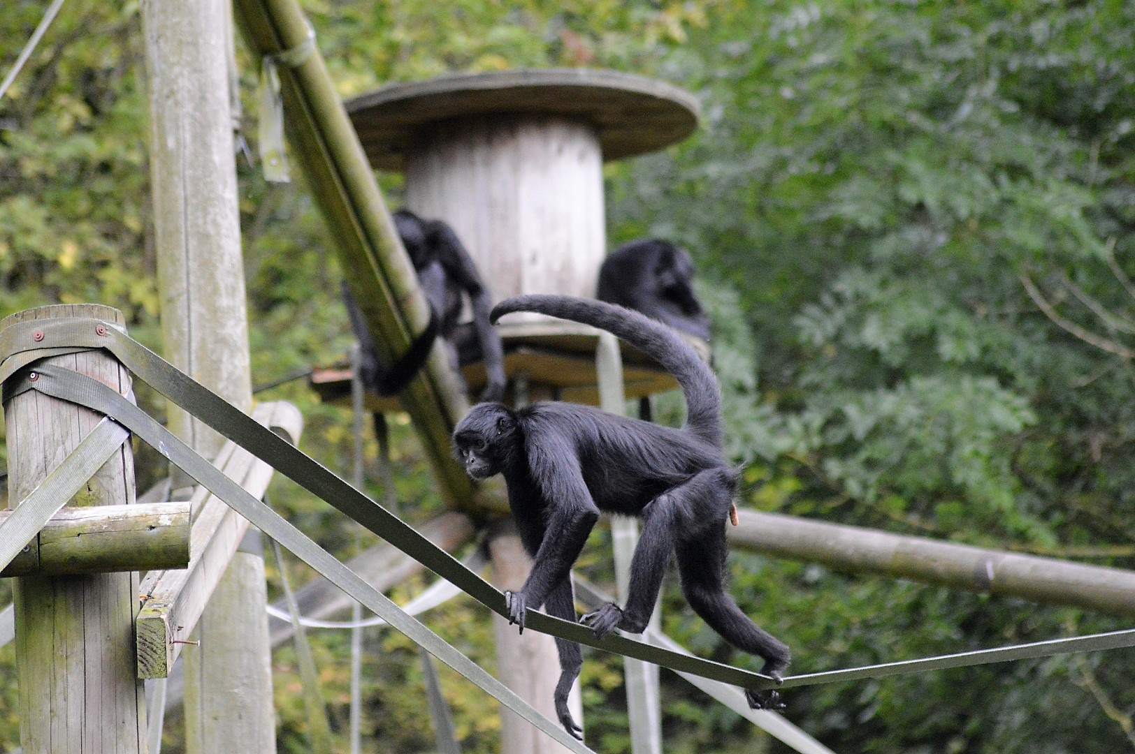 Colombian black spider monkeys