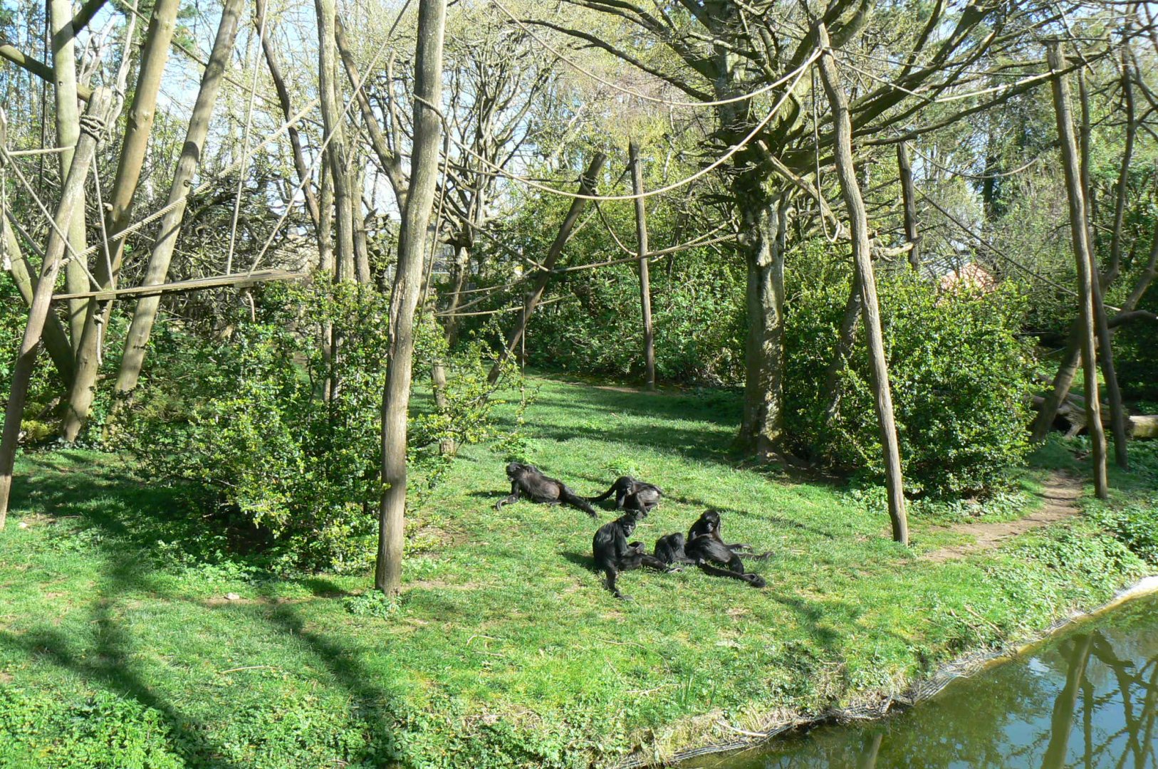 Colombian black spider monkeys