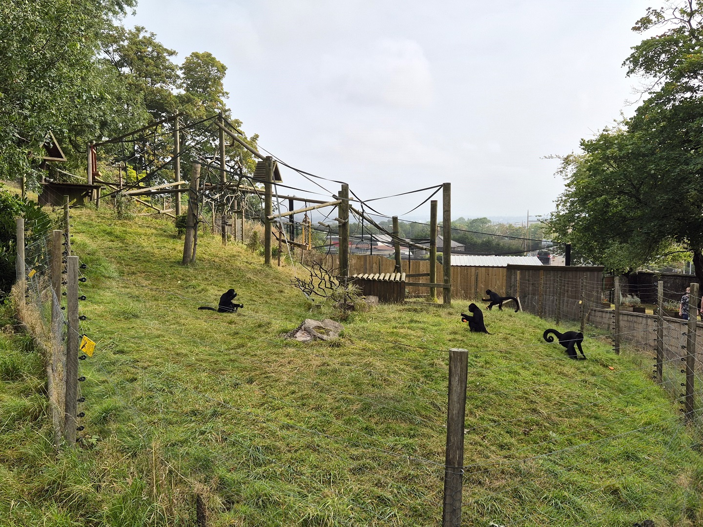 Colombian black spider monkeys