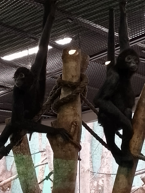 Colombian black spider monkeys