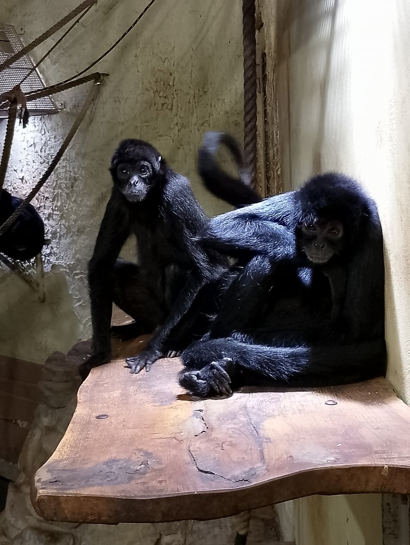 Colombian black spider monkeys