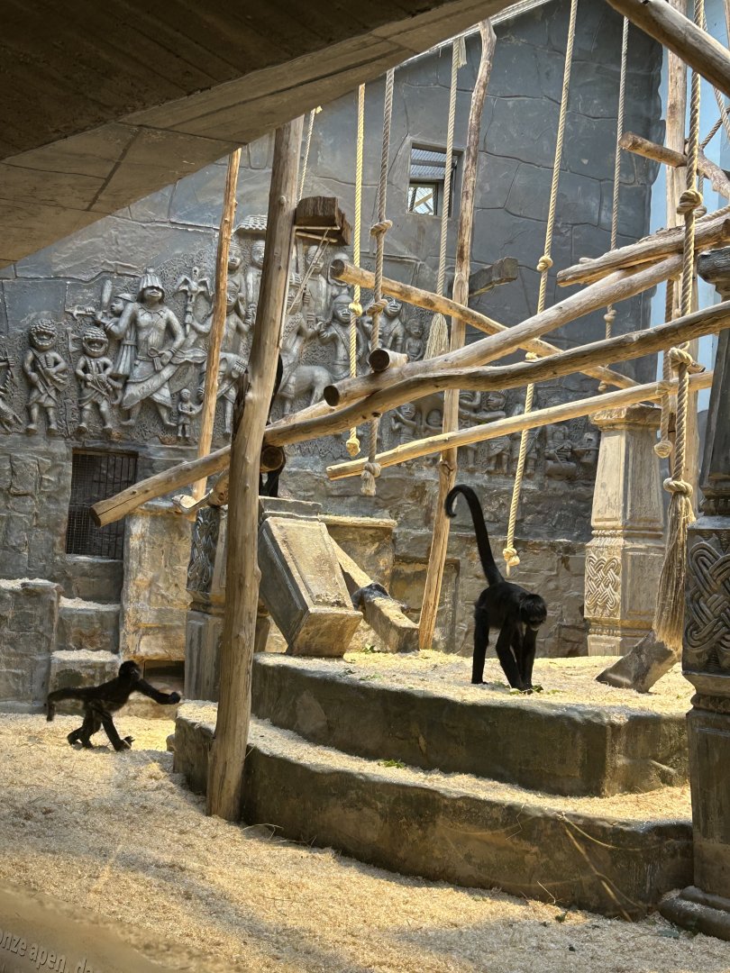 Colombian black spider monkeys